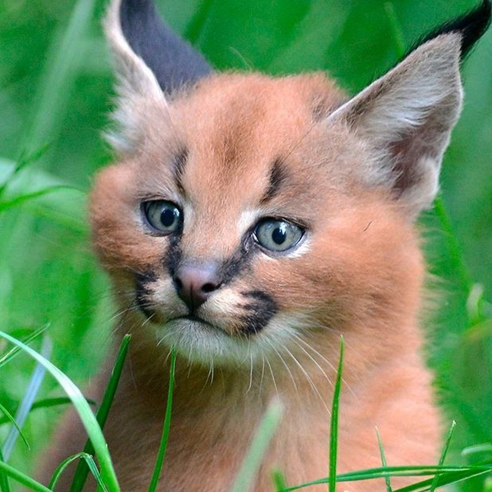 Meet your Posher, Gabriel